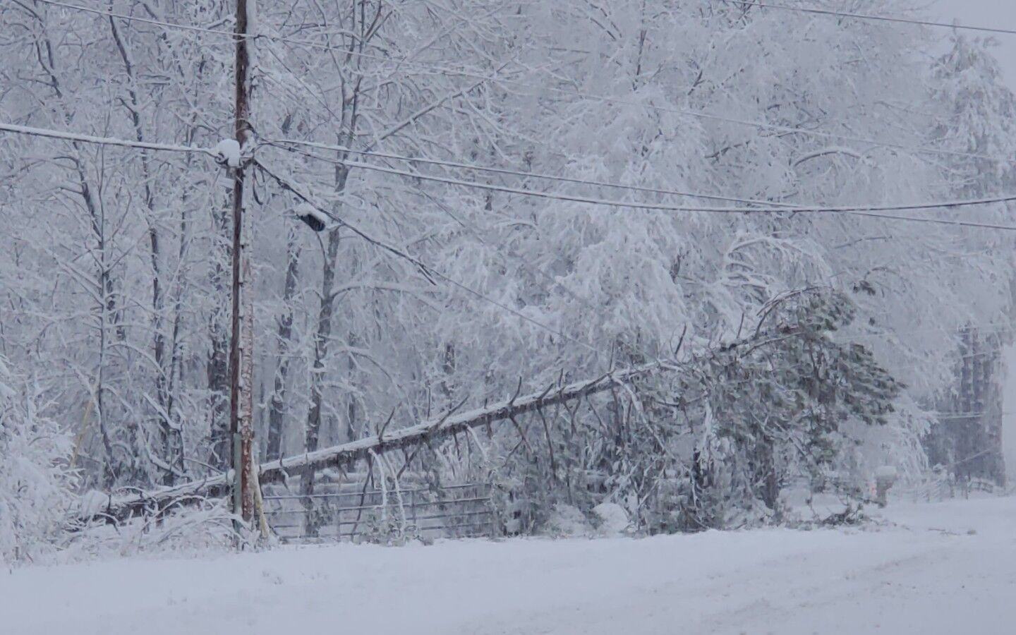 Tree down in Cold Brook